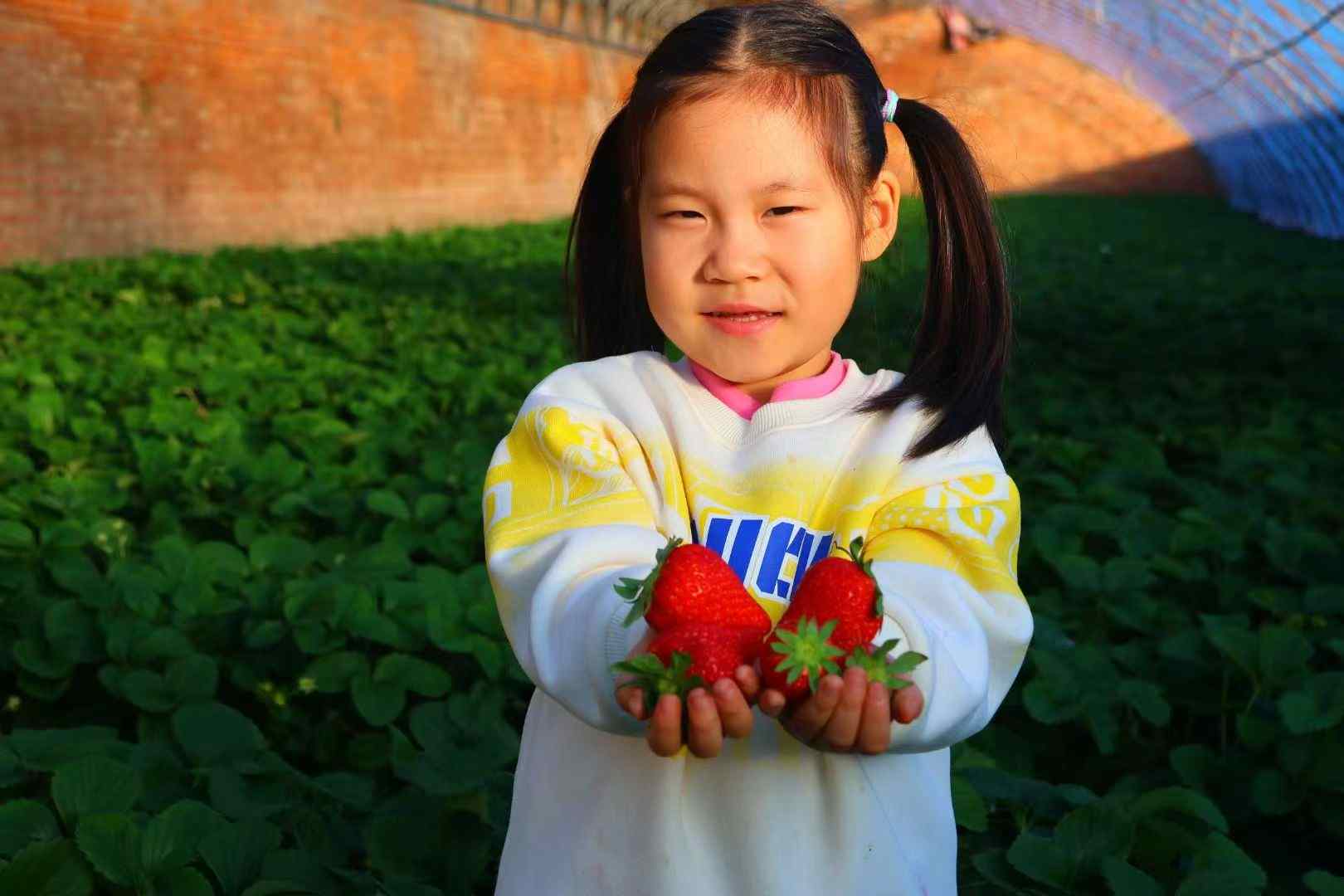 草莓甜了好日子 昌平辛庄入画来