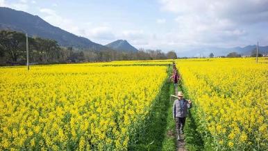 江西永新：油菜花香 不负春光