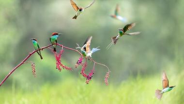 河南新县：生态美 鸟翩跹