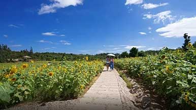 厦门翔安：以文化再造乡村 用艺术赋能产业