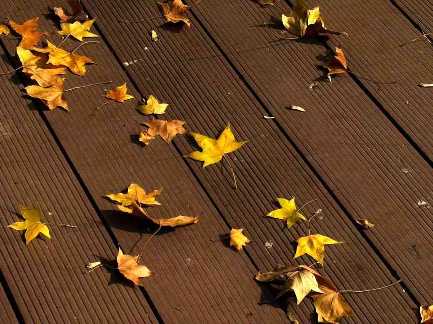 为游客撒落叶 给景区添温情