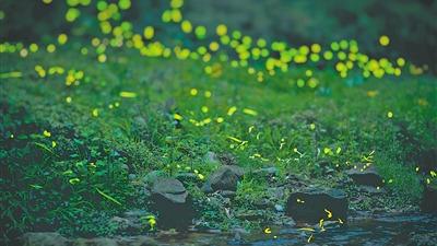 守护点点萤光 萤火虫旅游热兴起