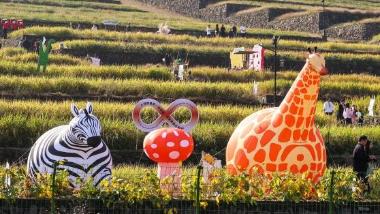 金秋稻田文化节 农旅融合“好风景”