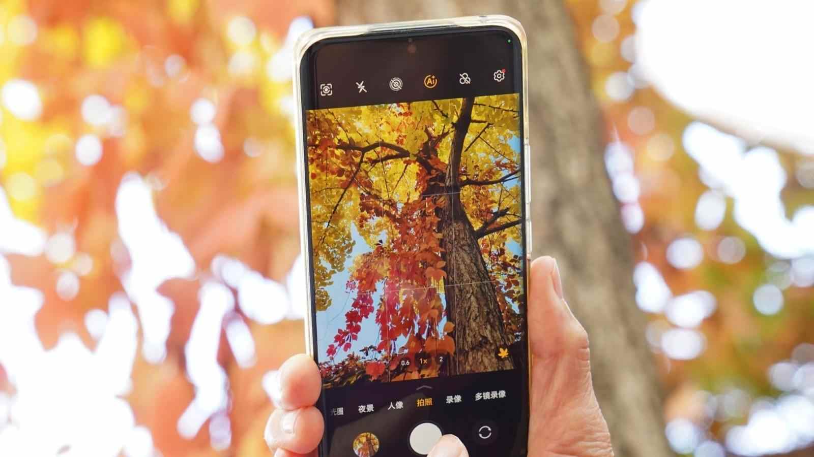 又逢银杏黄时雨，铺就千米金色大道！圆明园迎来最美秋色