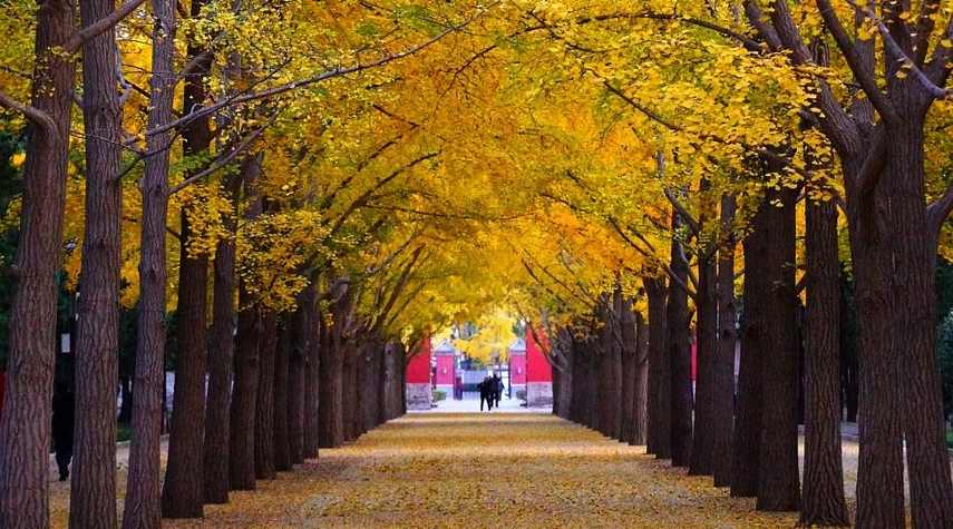 生命为理想燃烧