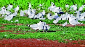 宁夏青铜峡库区湿地自然保护区：湿地壮阔 水鸟振翅