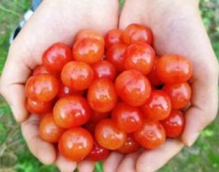 樱桃的清甜，正等待着你