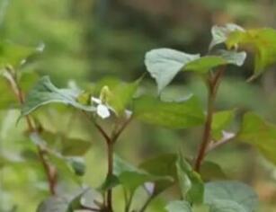 鱼腥草虽味道苦涩，但是