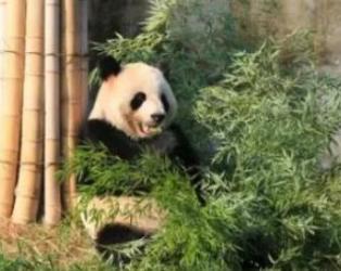 竹博园正在上演的艺术与