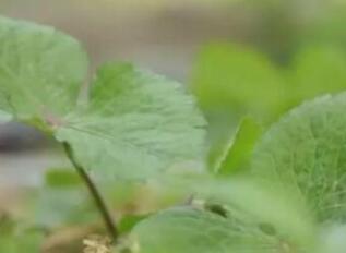 鸭儿芹全身都是宝，蚊虫