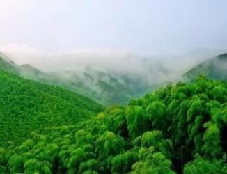 竹海中的浪漫，只想与你