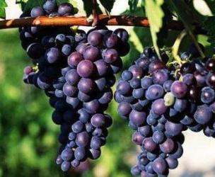 水果的挑选窍门，你都收