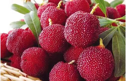 新鲜的杨梅 新鲜的杨梅