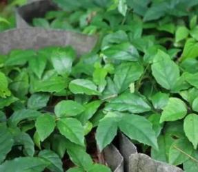 民间秘方——三叶青养生