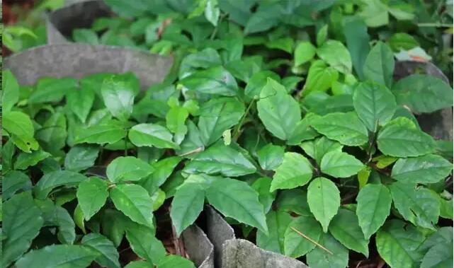 许多三叶青 许多三叶青