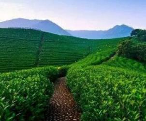 不要错过安吉的那片海…