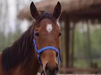 策马奔腾，带你享受人世