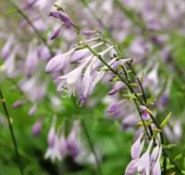 玉簪花的传说，是一种低