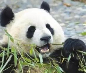 安吉精品二日游推荐路线