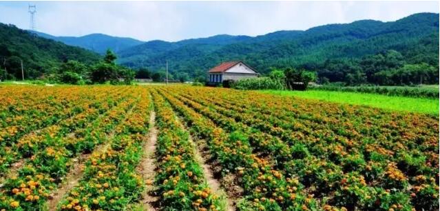 满地的水果 满地的水果