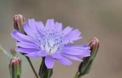 警惕，这几种野菜不能碰