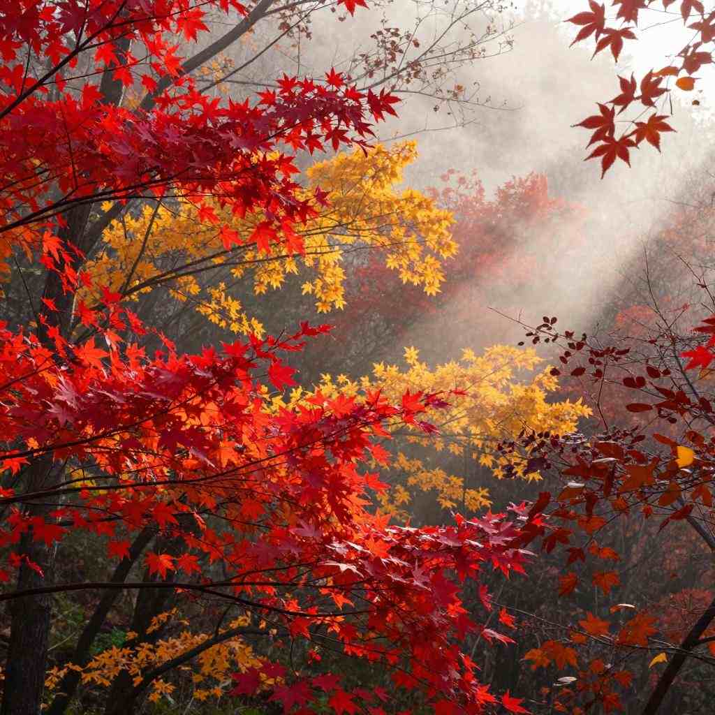 岱宗秋深 云涛漫染“仙”气十足