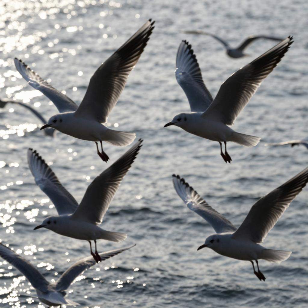 海鸥舞动老码头